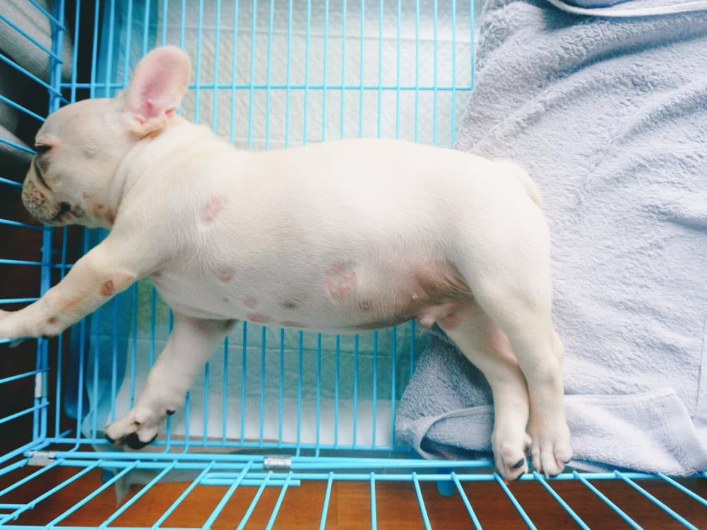 法斗犬怎样防少掉毛,法斗犬的体臭怎么去除