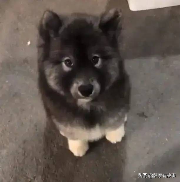 委屈！萨摩耶的混血，是一点没混出萨摩耶的美貌