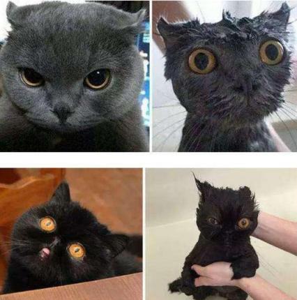 铲屎官曾经养过的宠物,铲屎官抓很多猫咪