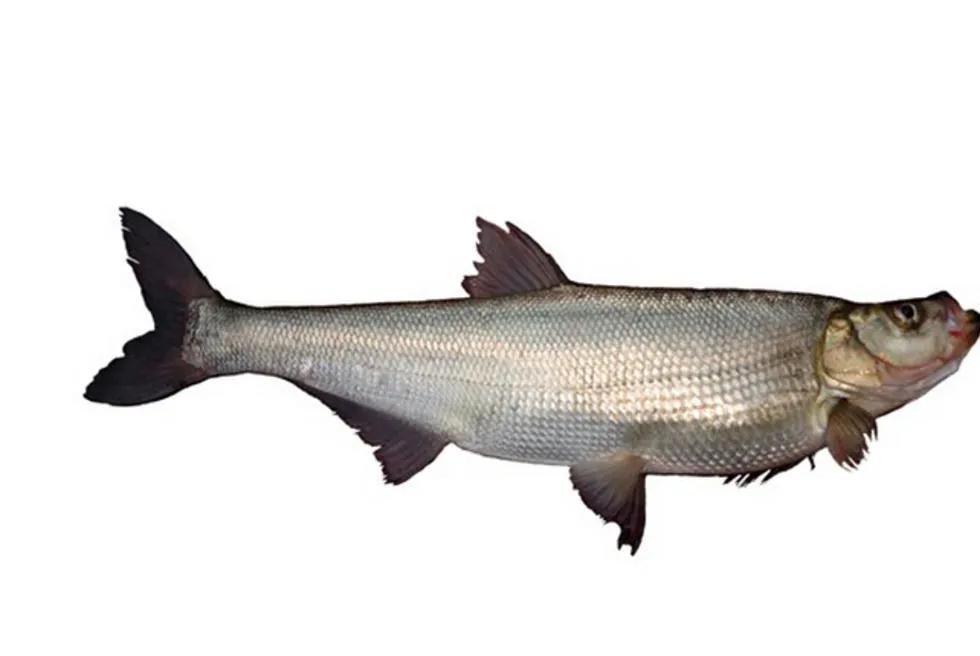 青鱼草鱼鲢鱼鳙鱼被称为四大家鱼,草鱼青鱼鲫鱼三种鱼外表怎么区分