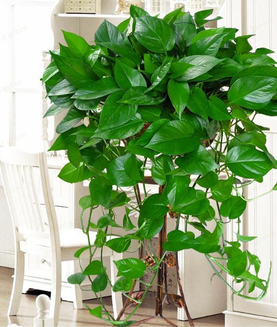 养绿萝不黄叶的方法,绿萝多久浇一次水如何养