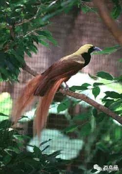 各国国鸟国宝有哪些,各国国鸟大小排名