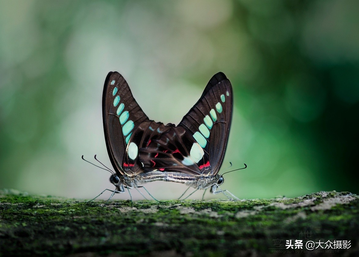 他7年专注拍蝴蝶,获“蝶痴”、“蝶仙”雅号