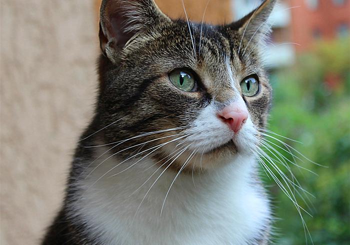 猫咪真的是养不熟的白眼狼么,猫咪老年痴呆