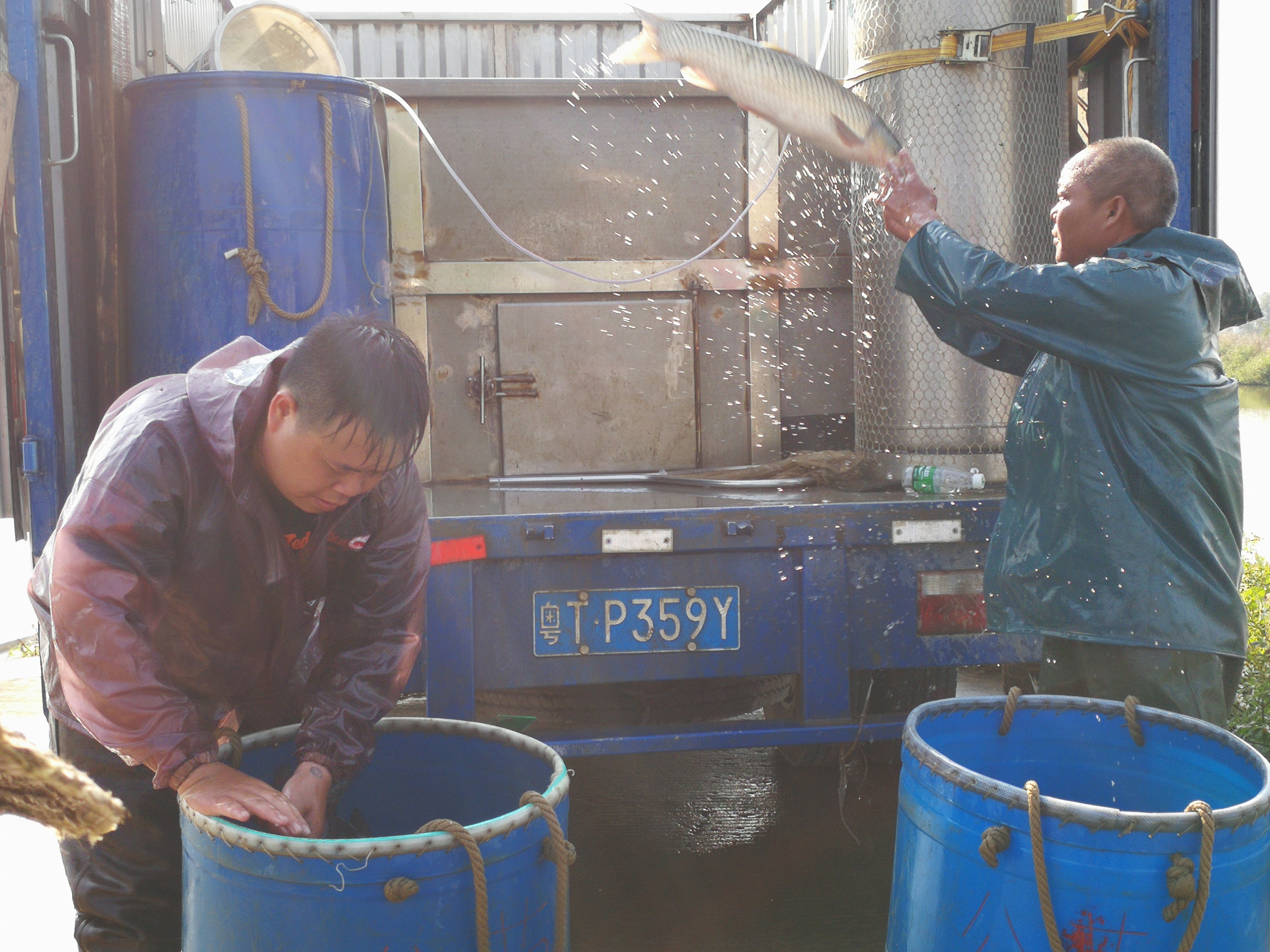 中山刮鱼工时薪50元,养殖场老板抱怨吃不消了