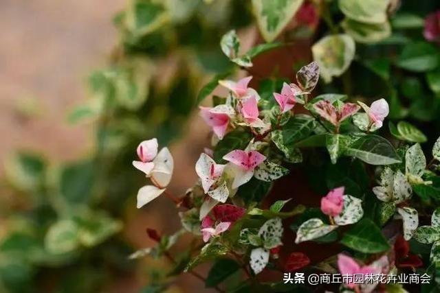 花叶络石，叶子五彩斑斓十分好看，教你如何养护