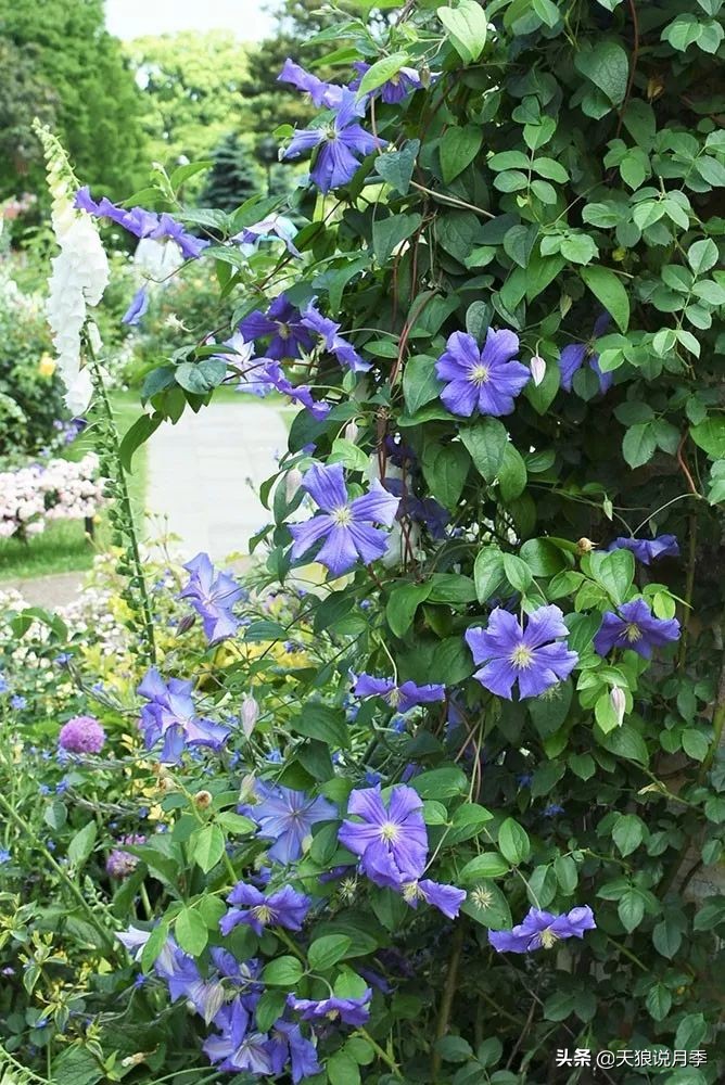 铁线莲折扣,铁线莲哪款值得入手