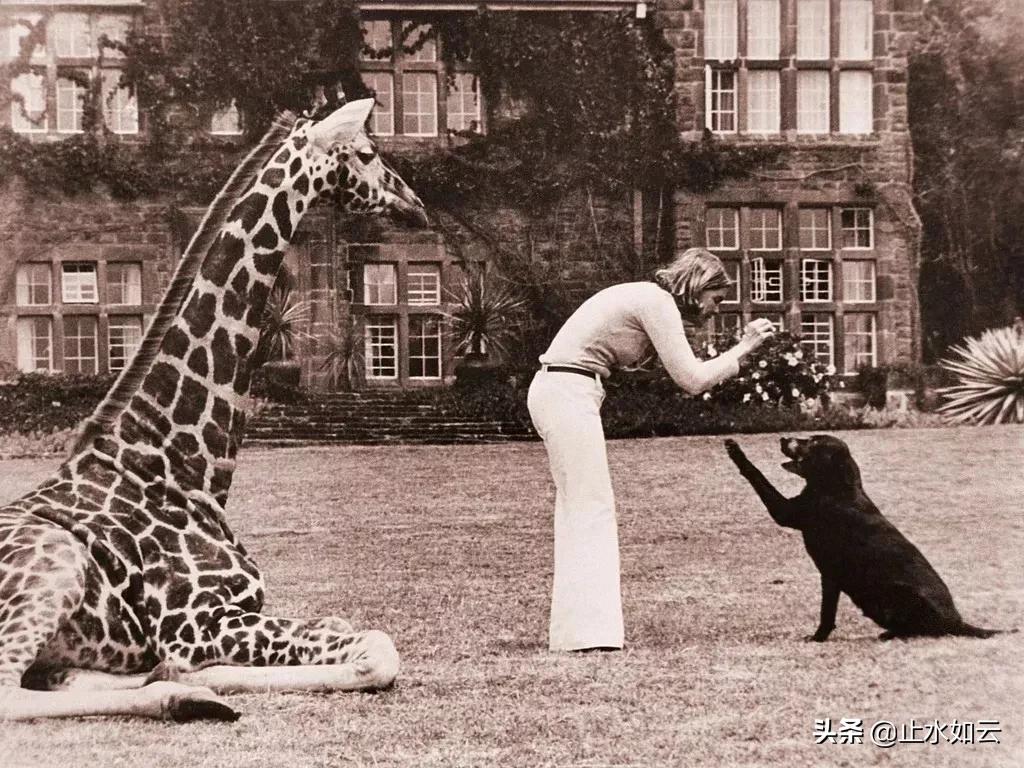 吃长颈鹿治艾滋病?为保护谣言下的生命他们建了家世界唯一的酒店