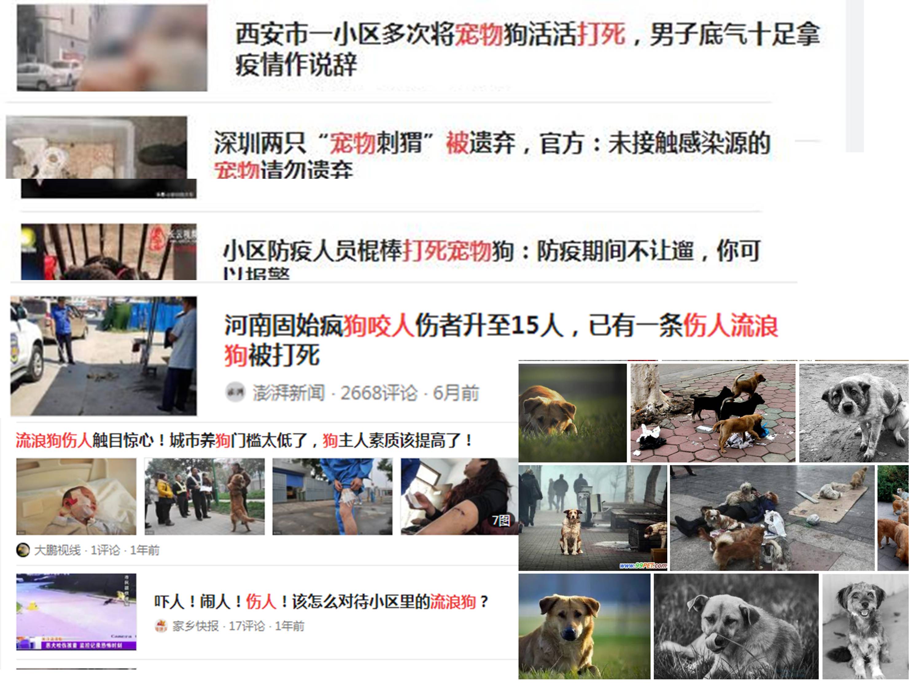 宠物新冠阳性后吃什么药,宠物检测新冠阳性准确吗