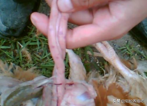 怎样防治球虫,球虫怎么根治