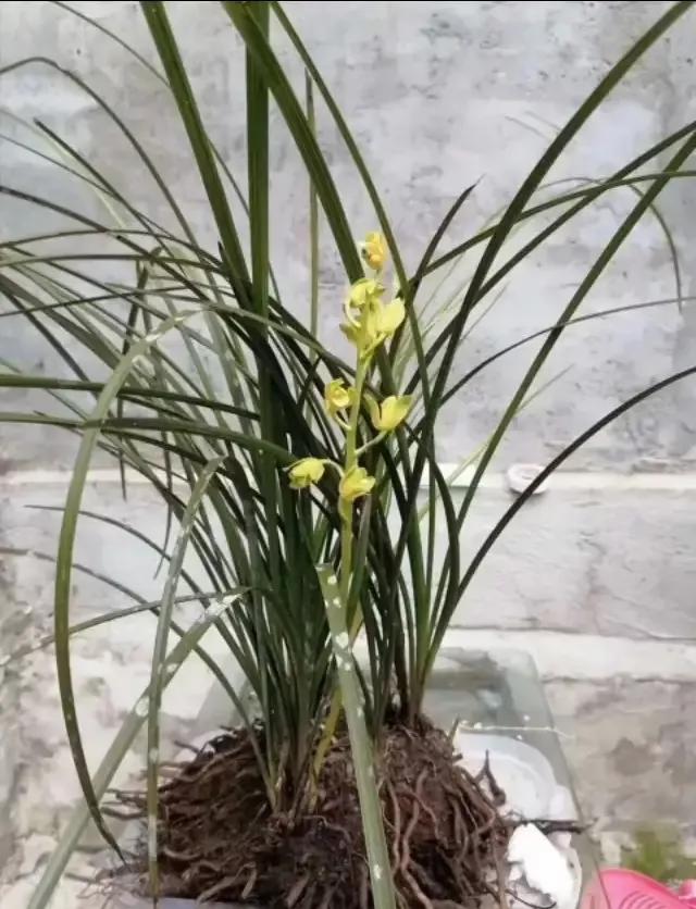 最贵的蕙兰多少钱一只,蕙兰最贵的多少钱一棵