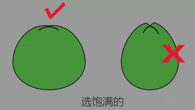 最好喝椰子品种,最适合夏季的椰子