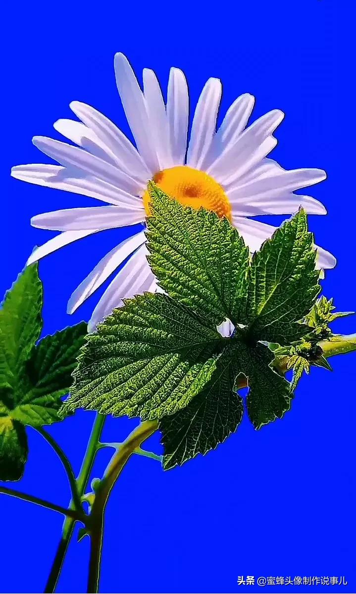 一花一世界唯美壁纸,独一无二的好看壁纸