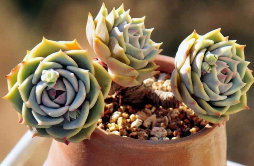 多肉芽点不爆侧芽怎样处理,多肉怎么爆侧芽不用药