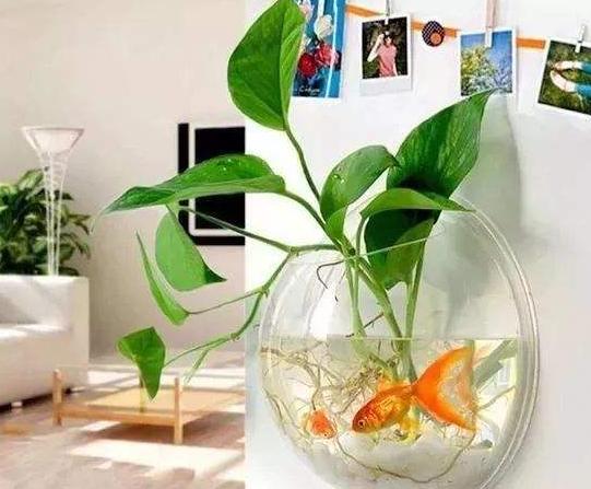 绿萝长得太旺盛可以在家里养吗,家里绿萝怎么养好看又不发臭