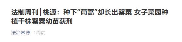 老人误种100株,七旬老人种4千多棵烟被判5年