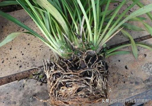 兰花翻盆马上种回去服盆期是多久,夏季服盆期兰花翻盆