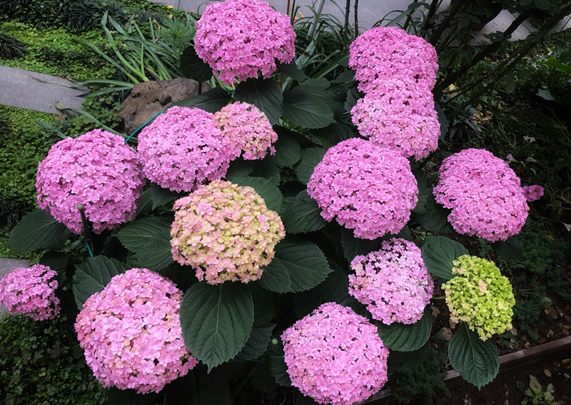 富贵花开什么花最好,花开富贵的花有几种