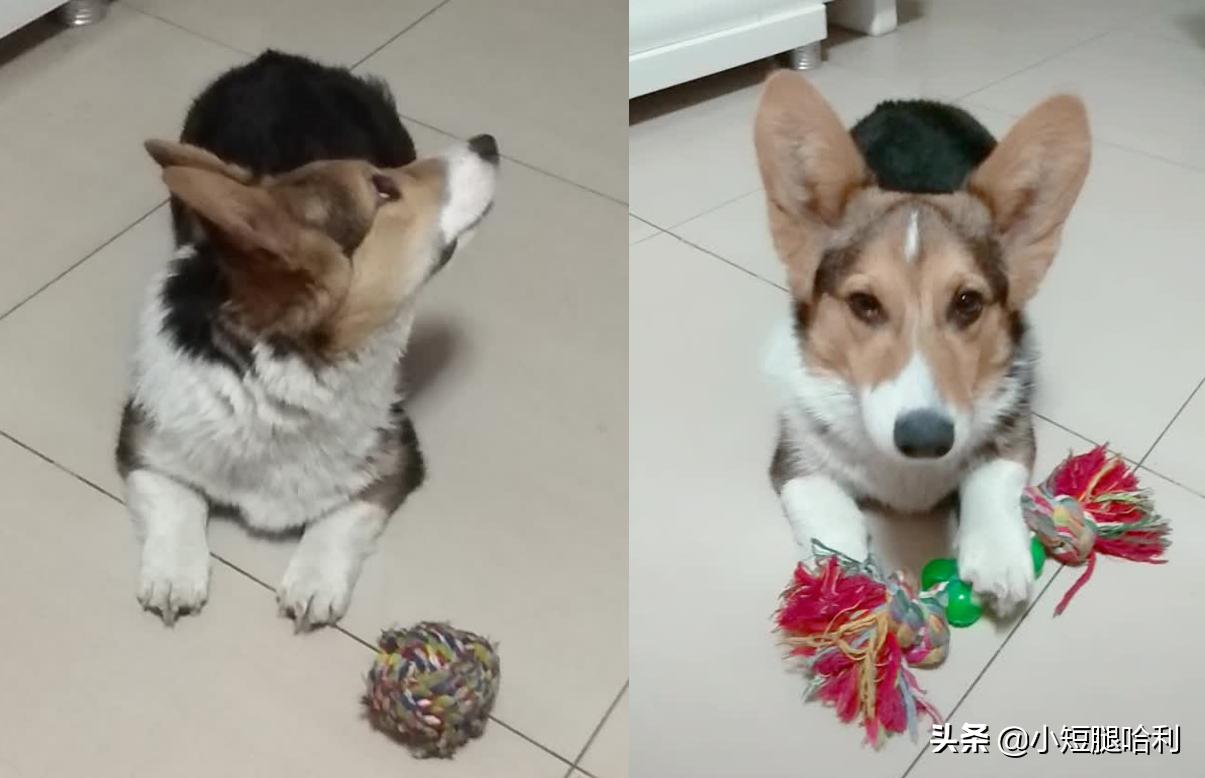 狗舍怎么养柯基,新手养狗适合养柯基吗