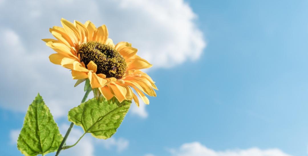 卵巢癌复发淋巴转移生存期,卵巢癌复发转移肺部生存期