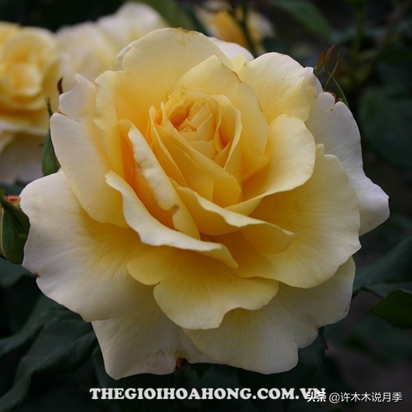 月季扦插发芽又枯萎是什么原因,月季扦插的都发芽了怎么就蔫了