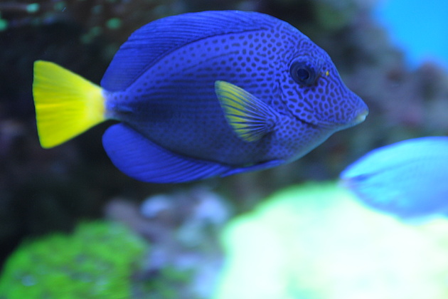 十大最好看的观赏鱼图片大全,十种最漂亮的观赏鱼图片