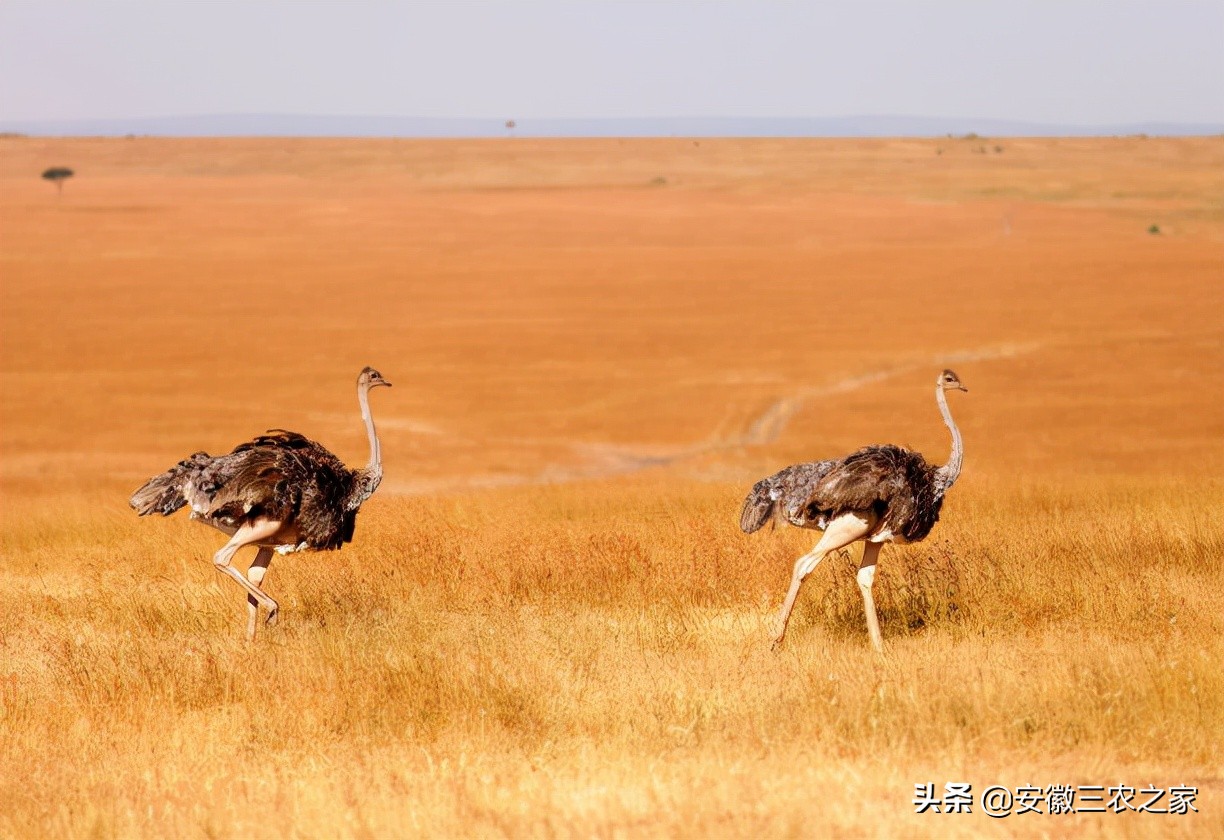 每年下蛋300的鸡,3000只下蛋鸡成本多少利润多少
