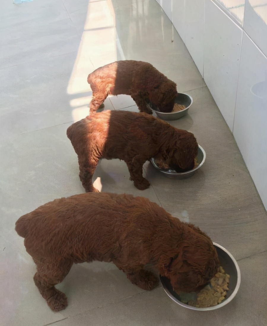 泰迪换主人要多久才会认定新主人,泰迪换毛期的样子