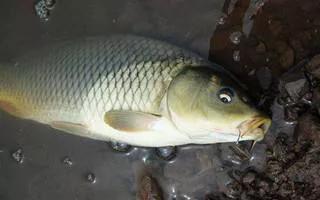 鱼种类大全图淡水鲤鱼,认识淡水鱼