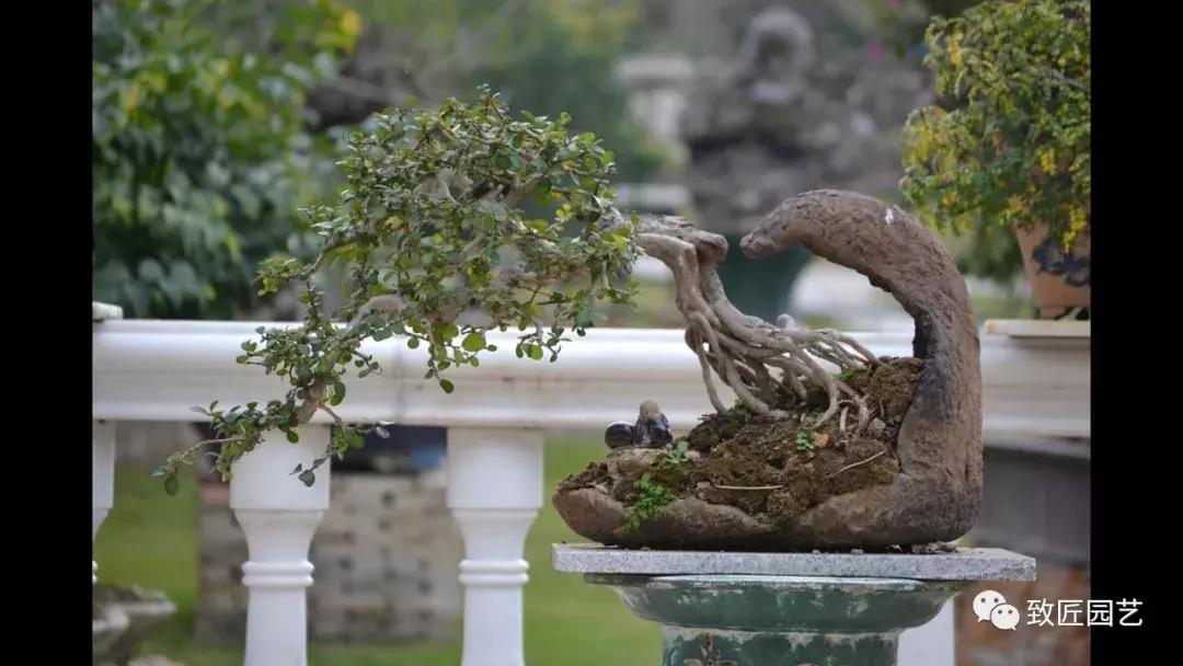 提根盆景造型大全大图,漂亮的提根盆景图片