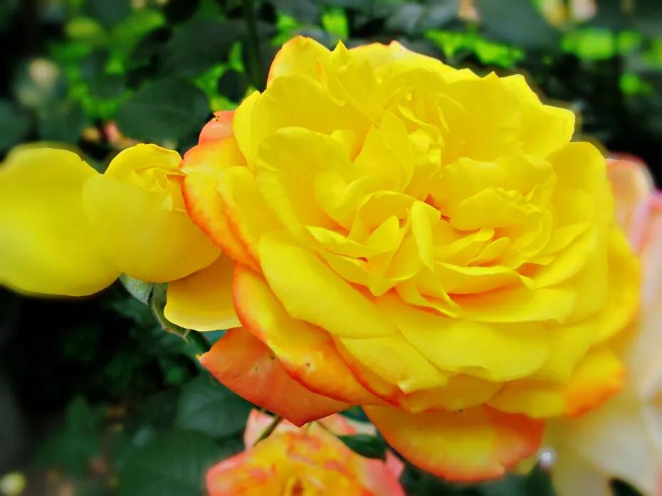 和平月季的价格,和平月季优缺点