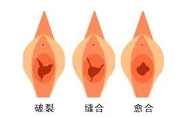 有关处女座资料,关于处女座的相关信息