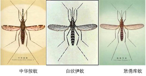 交配后才吸血?蚊子如何在其短暂一生中,让我们对其深恶痛绝的?