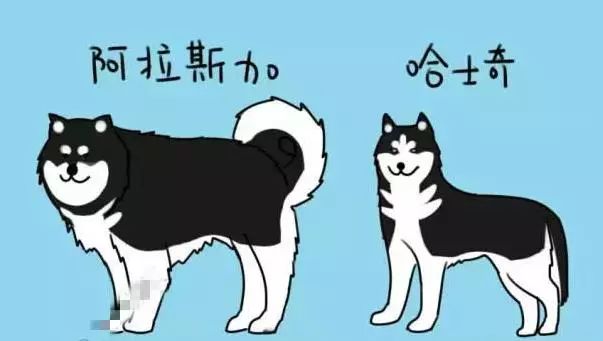 汪星人的种类,盘点不同种类汪星人