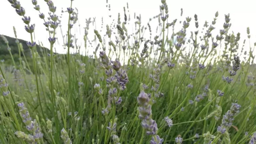 芳疗精油能帮助睡眠吗,芳疗对人体作用