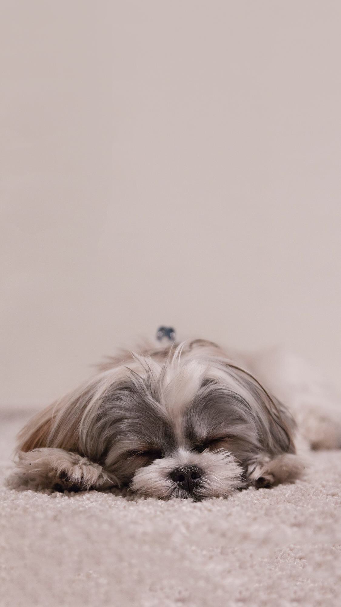 可爱宠物狗高清壁纸,人和狗的高清壁纸