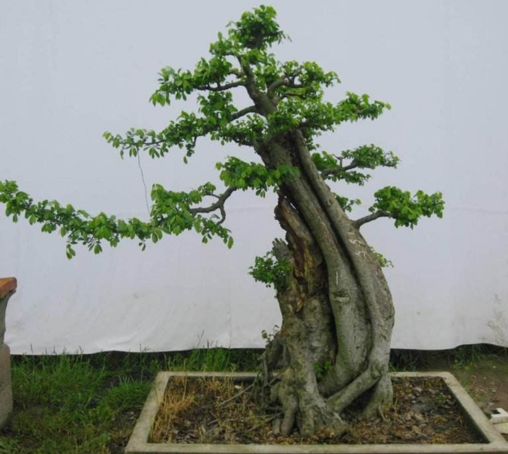 疙瘩树桩盆景,上山挖各种树桩做盆景