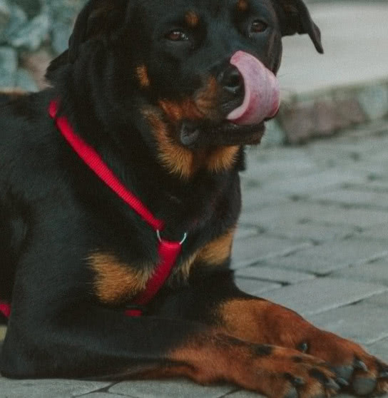 狗狗为什么总是反复舔、啃咬自己的脚部？这种行为真的正常吗？