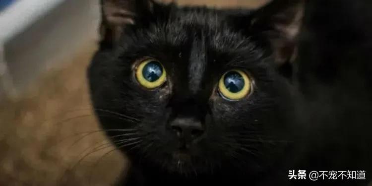 为什么猫咪的胡子特别长能不能剪,猫咪胡子为什么不能剪