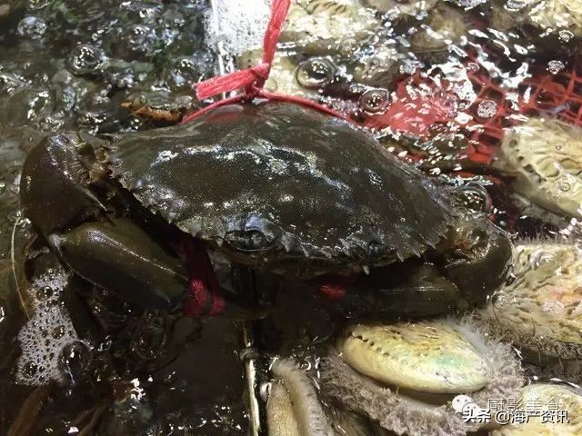 这些外形奇葩而味道超级赞的海鲜,广东十大硬核海鲜品种