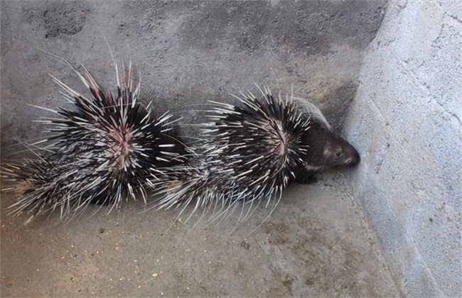 豪猪养殖的科学管理措施,豪猪养殖前景还很好吗