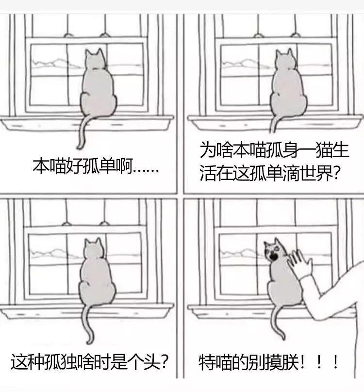 想让猫喜欢你怎么办,想让猫咪粘着我