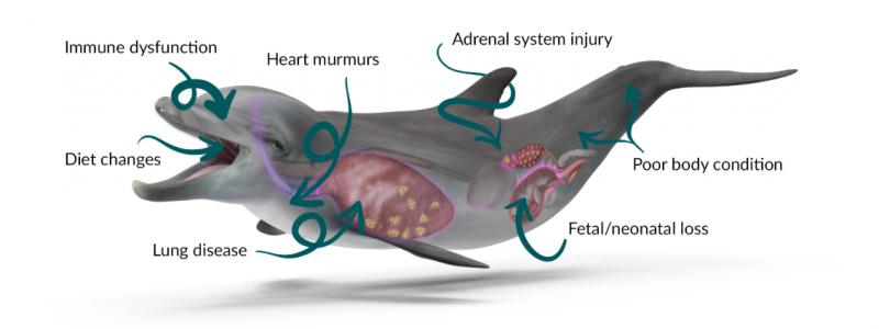 海豚的外形特征及繁衍方式,海豚生殖方式