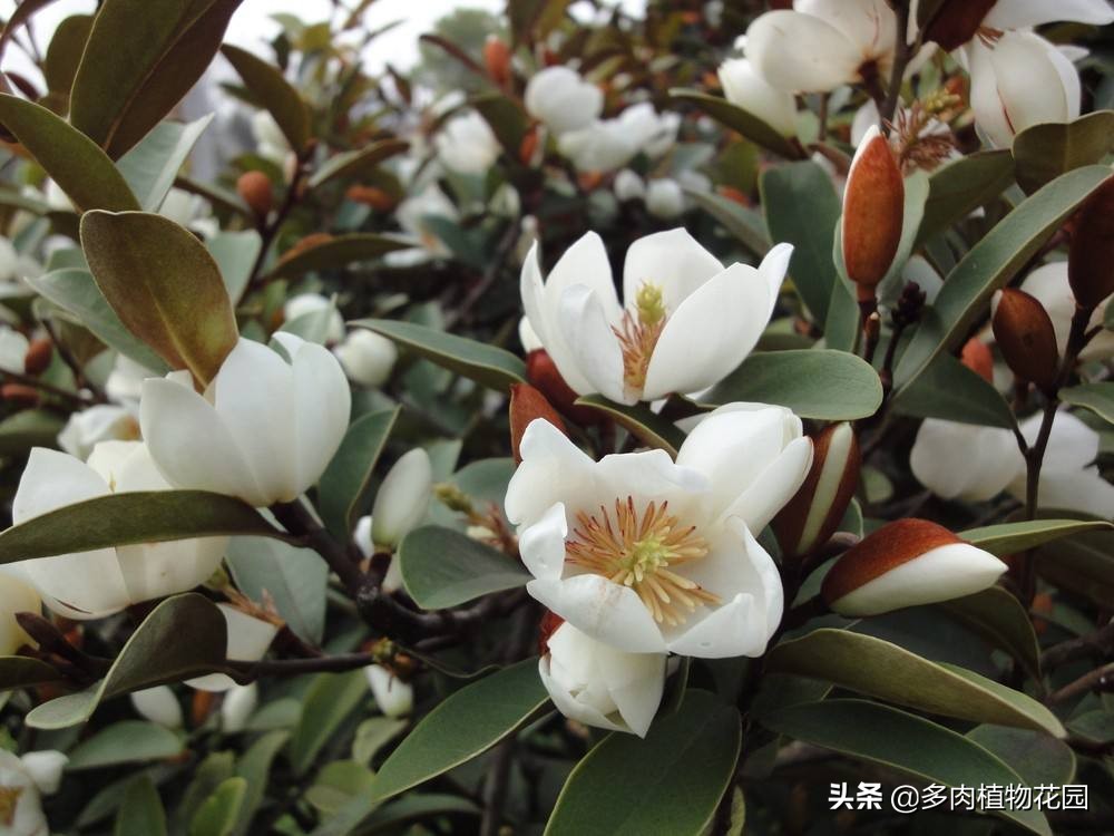 含笑花怎么养,含笑新叶黄薄正常吗