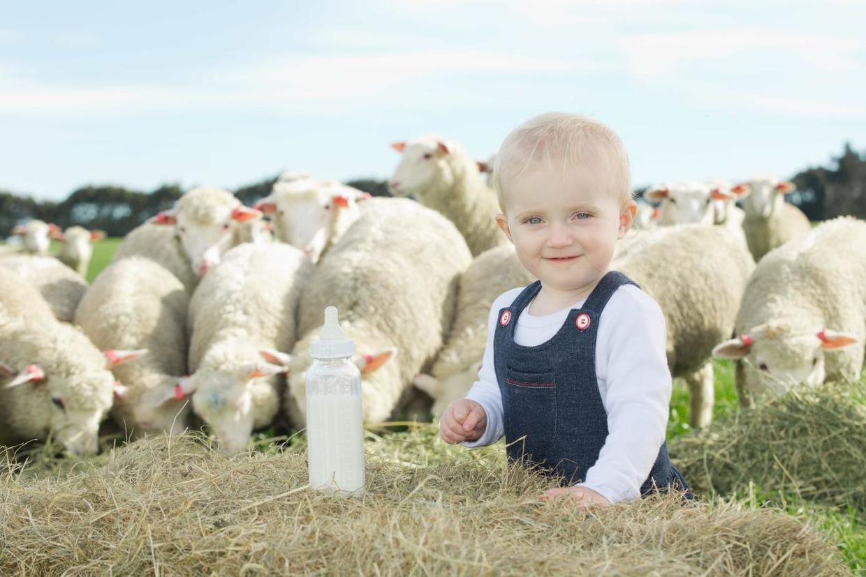 新西兰蓝河羊奶粉,正宗新西兰蓝河全脂羊奶粉