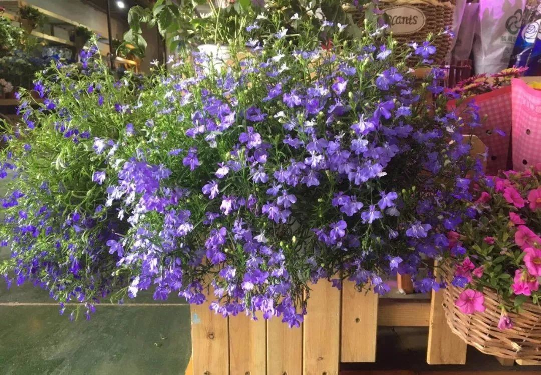 大连网上买花哪个平台好,大连买花到哪里