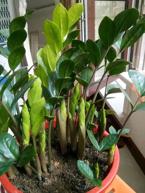 招财树放到客厅电视墙两侧,招财树大棵盆栽怎么养