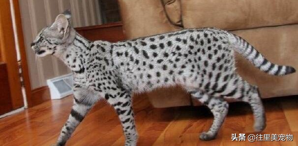 哪种宠物猫可以遛,适合野外遛的宠物猫有哪些