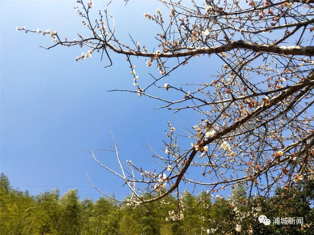 当“防疫”遇上“春耕”，浦城这个村的做法值得参考