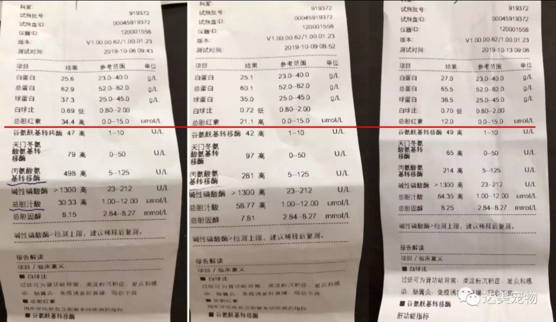 猫咪黄疸严重还能救吗,猫咪黄疸肝炎治好要花多少钱